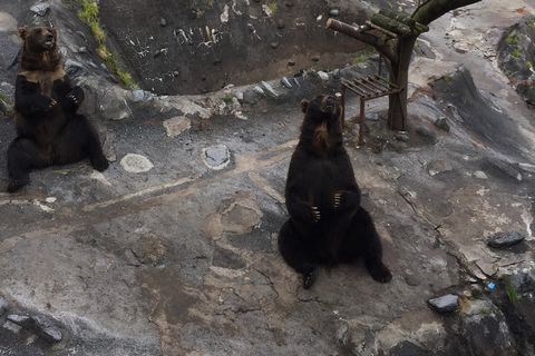 のぼりべつクマ牧場