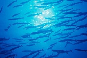 tourism_img005